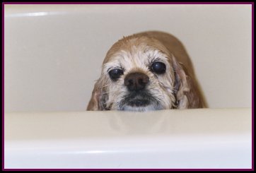 dog in bath tub