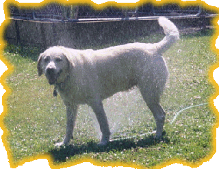 Callie playing in the sprinkler