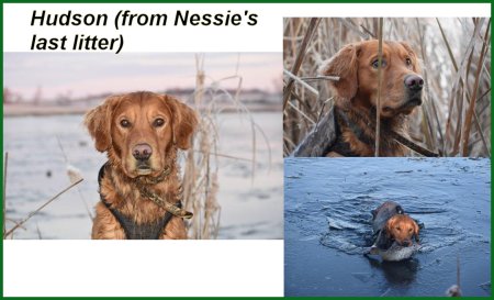 collage of golden retriever in icy wsater