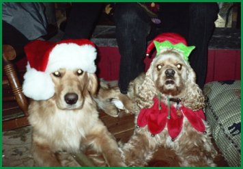 two dogs in Christmas hats