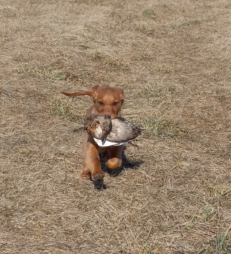 photo of golden retriever puppy retrieving duck